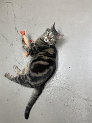 Enlarge Pizza, an adopted mixed breed in Bellingham, WA image 6/6