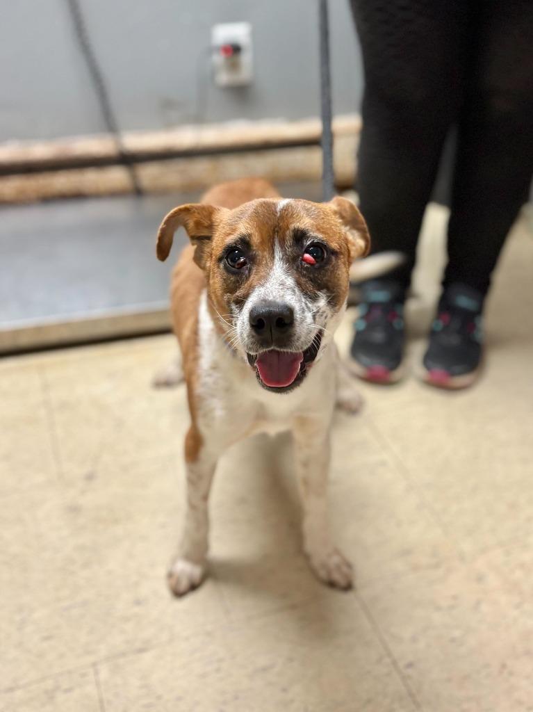 ZigZag, Adoptable, Young Male Mixed Breed.