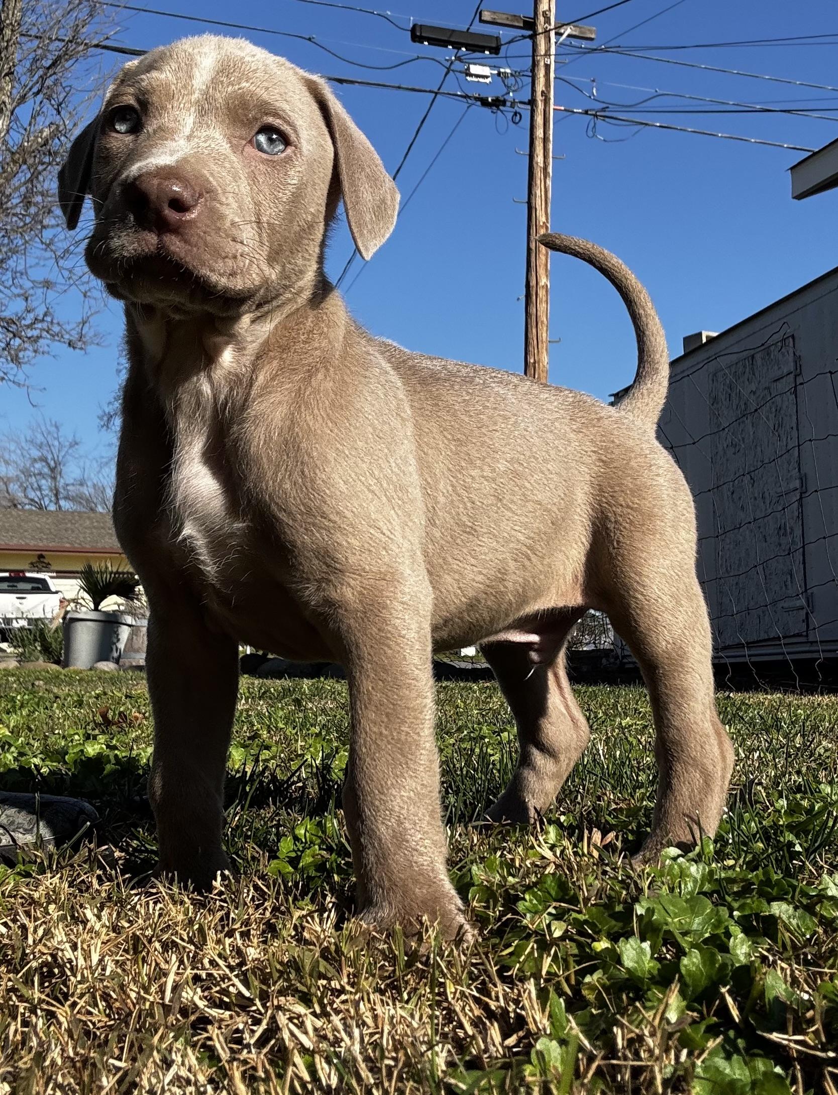 Blaze, ADOPTABLE, Puppy Male Weimaraner & Pit Bull Terrier.