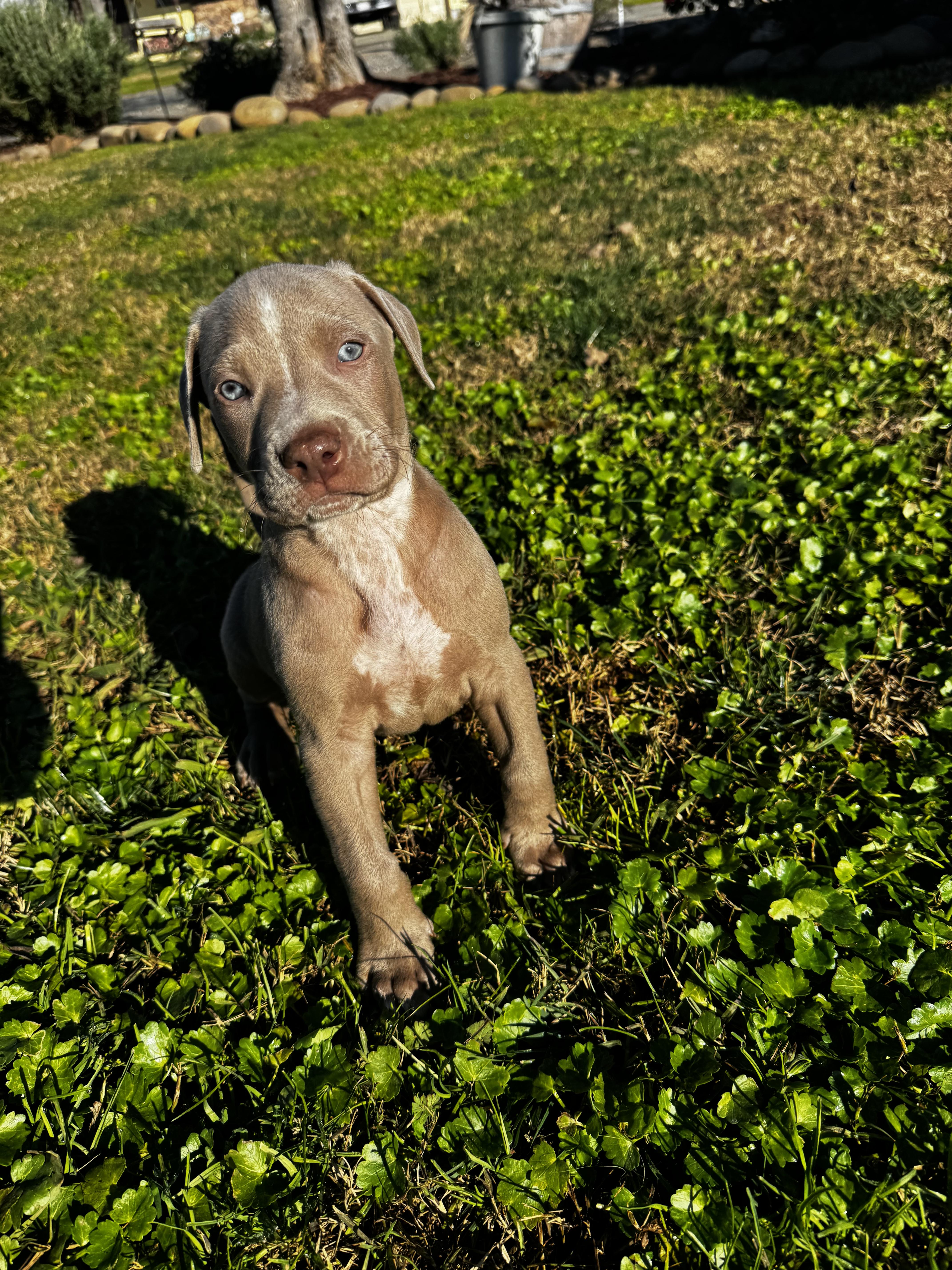 Enlarge Blaze, a ADOPTABLE mixed breed in Lincoln, CA image 2/2