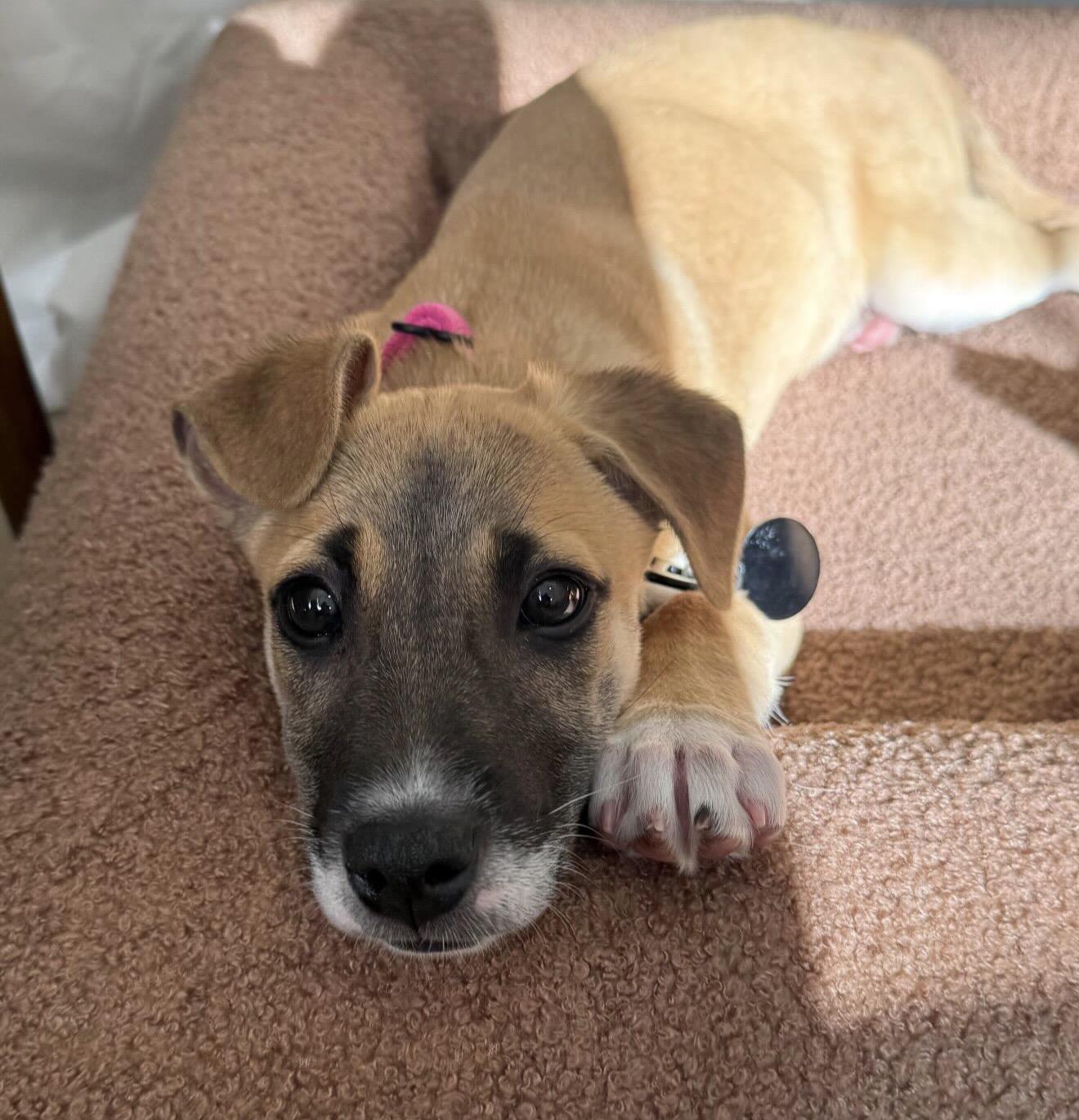 Cressi, an adopted mixed breed in San Diego, CA image 2/3