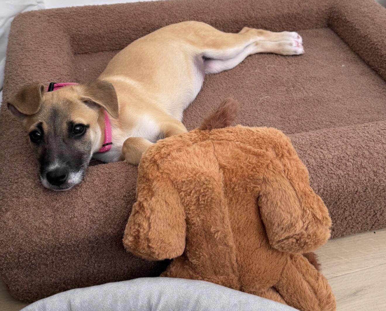 Cressi, an adopted mixed breed in San Diego, CA image 3/3