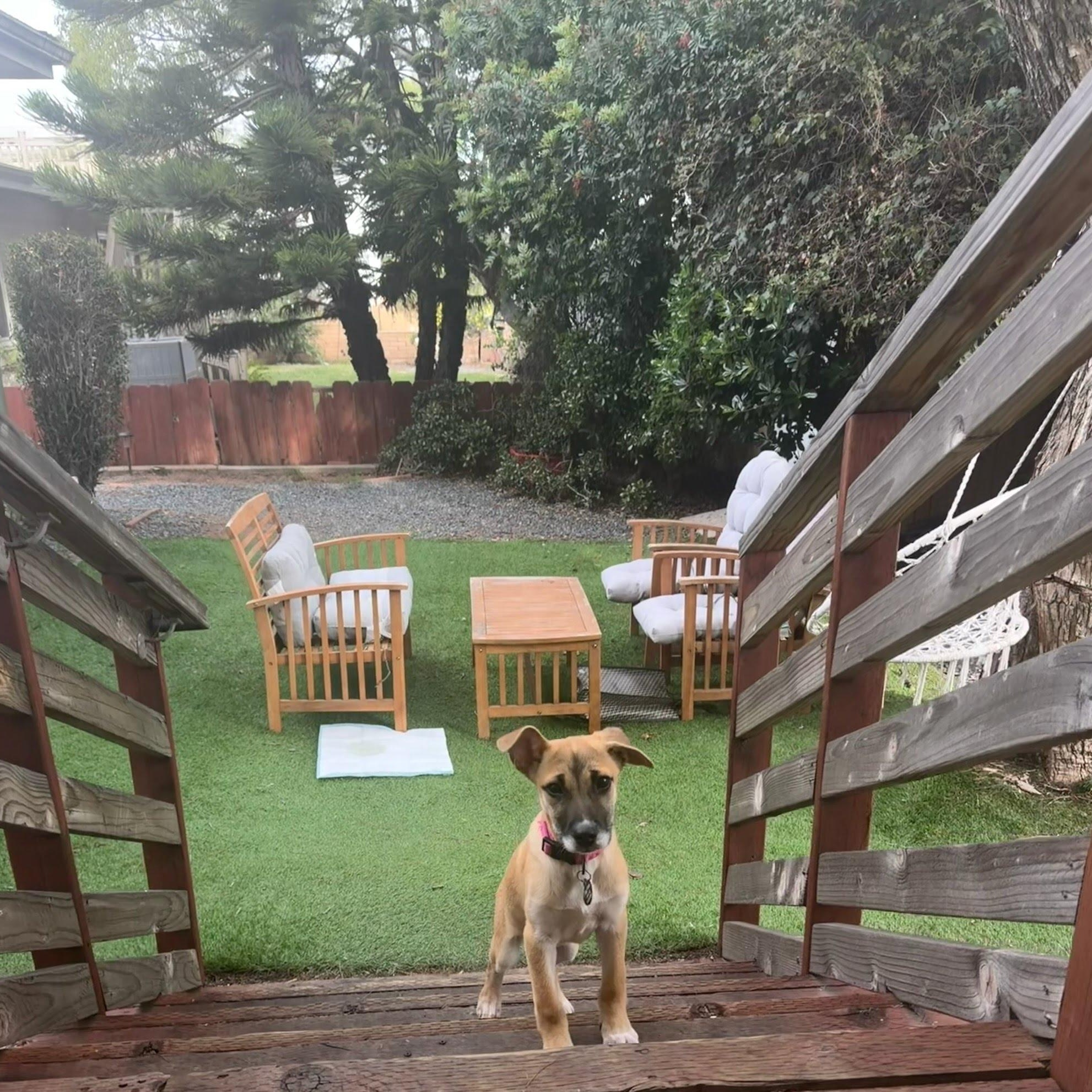 Cressi, adopted, Puppy Female Shepherd & Whippet.