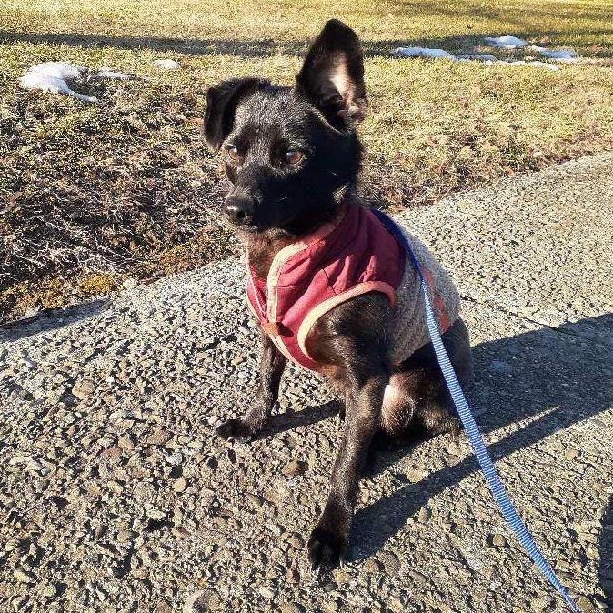 Enlarge Cocoa, a Adoptable mixed breed in Wappingers Falls, NY image 1/3