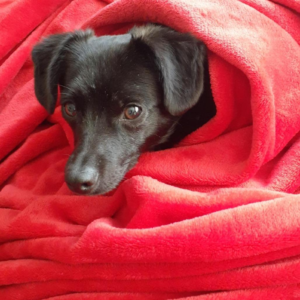 Enlarge Cocoa, a Adoptable mixed breed in Wappingers Falls, NY image 2/3