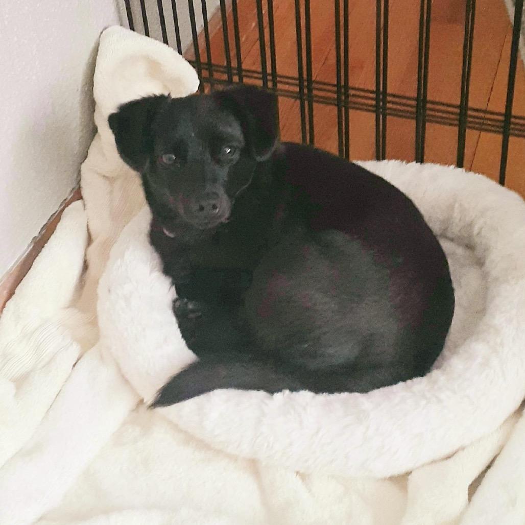 Enlarge Cocoa, a Adoptable mixed breed in Wappingers Falls, NY image 3/3