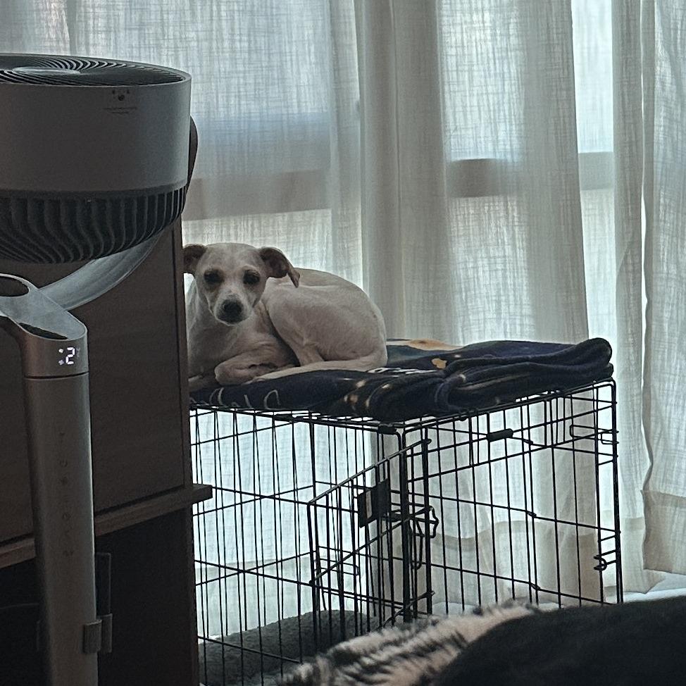 Lantana, Adoptable, Adult Female Jack Russell Terrier & None.