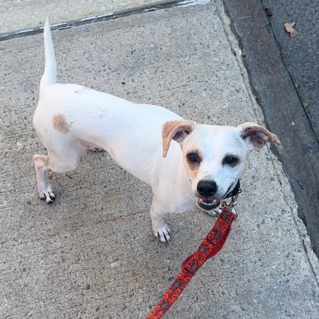 Enlarge Lantana, a Adoptable Jack Russell Terrier in Staten Island, NY image 3/6