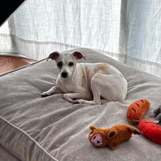 Enlarge Lantana, a Adoptable Jack Russell Terrier in Staten Island, NY image 4/6