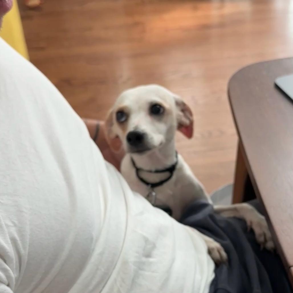 Enlarge Lantana, a Adoptable Jack Russell Terrier in Staten Island, NY image 5/6