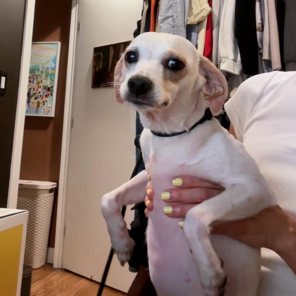 Enlarge Lantana, a Adoptable Jack Russell Terrier in Staten Island, NY image 6/6