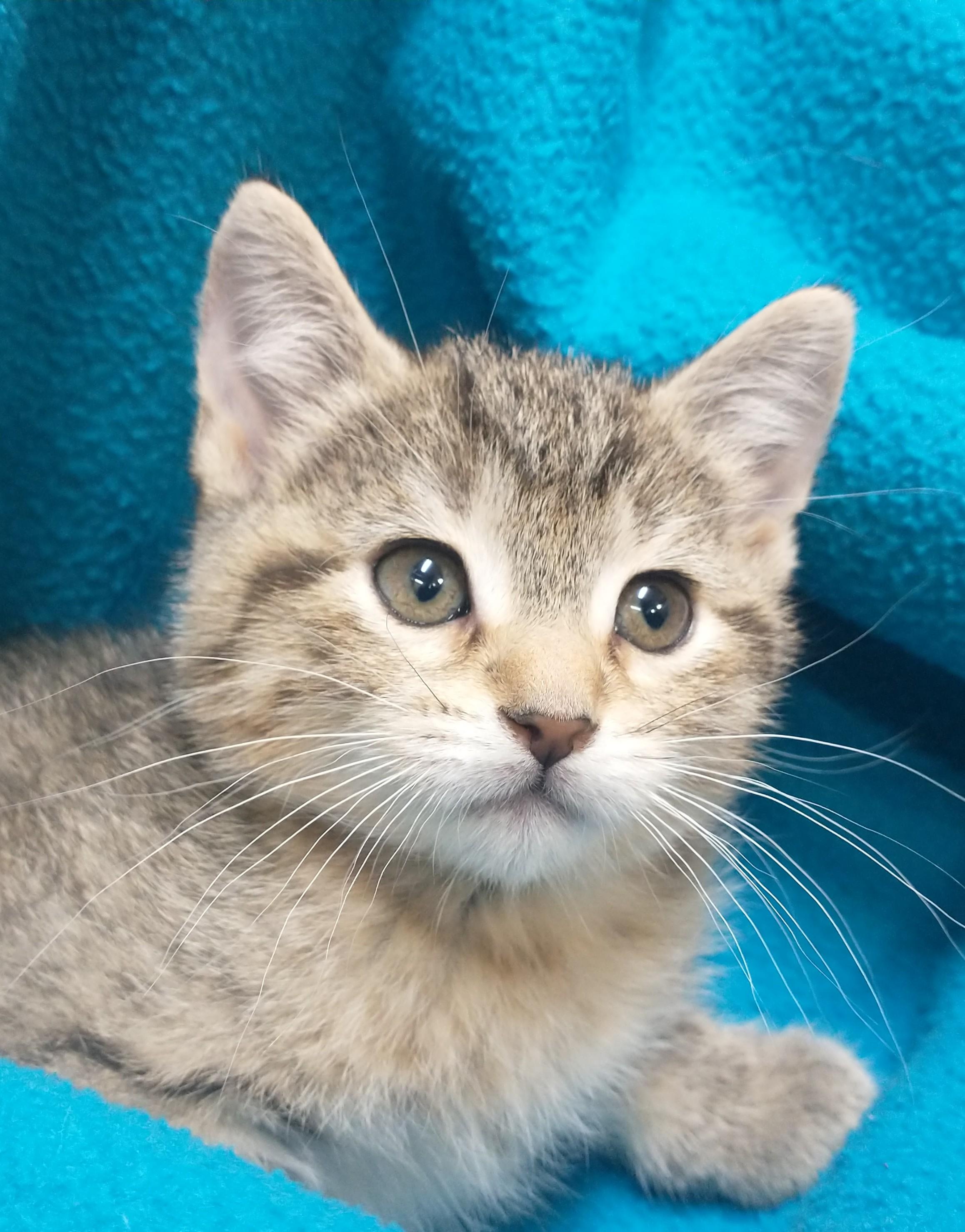 Alma, adopted, Kitten Female Domestic Short Hair.