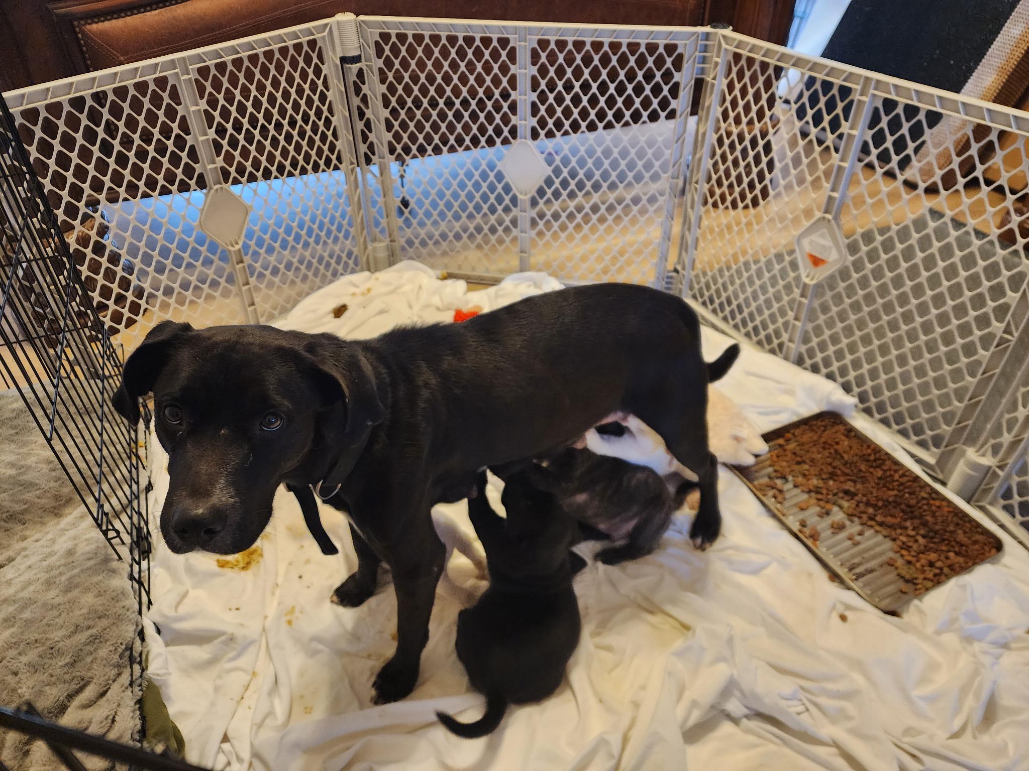 Enlarge Hank - (Hazel pup) , an adopted mixed breed in Mount Juliet, TN image 3/3