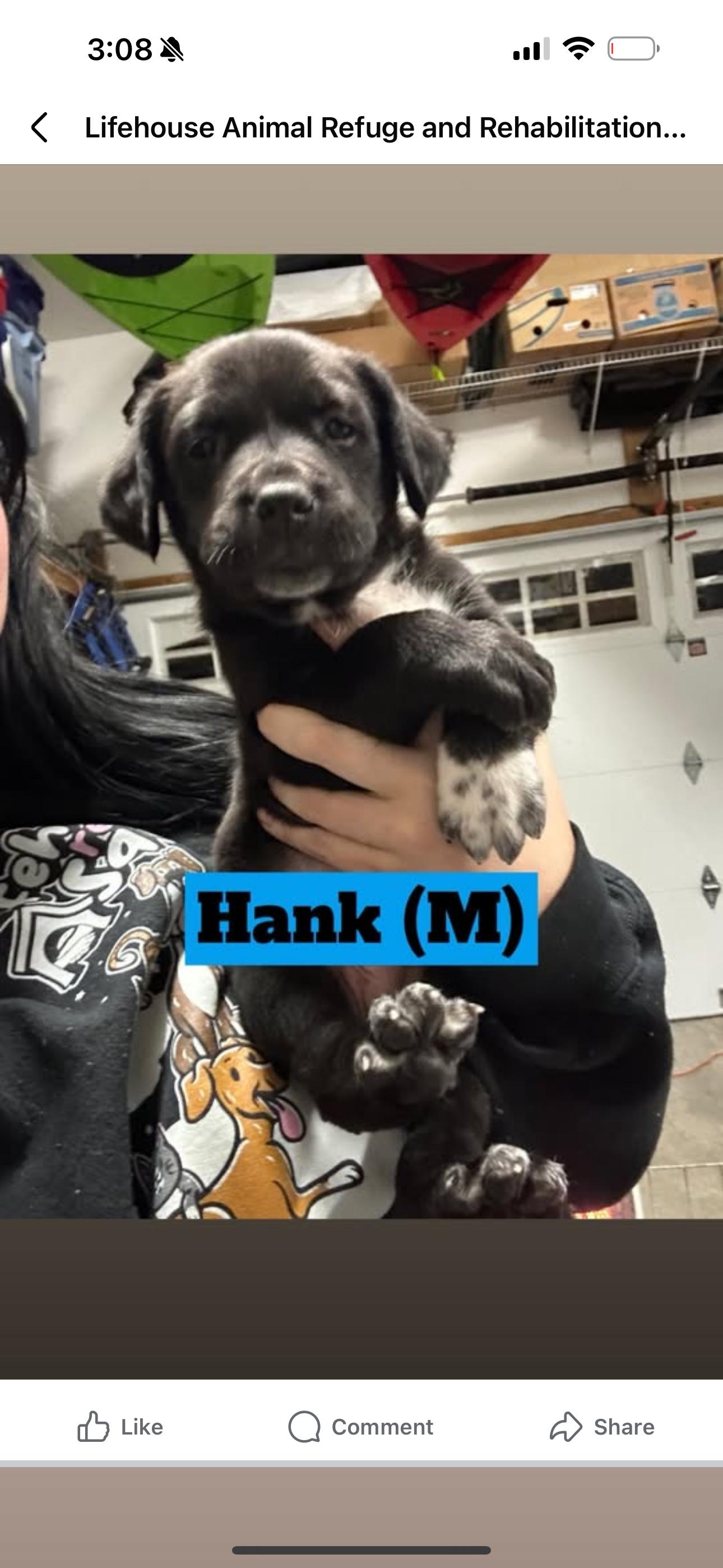 Hank - (Hazel pup) , adopted, Puppy Male Labrador Retriever & Pit Bull Terrier.