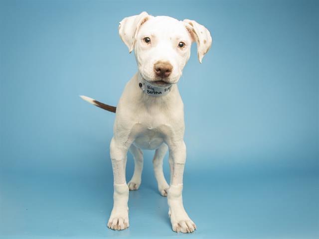 BIG BERTHA, Adoptable, Puppy Female Pit Bull Terrier & Mixed Breed.