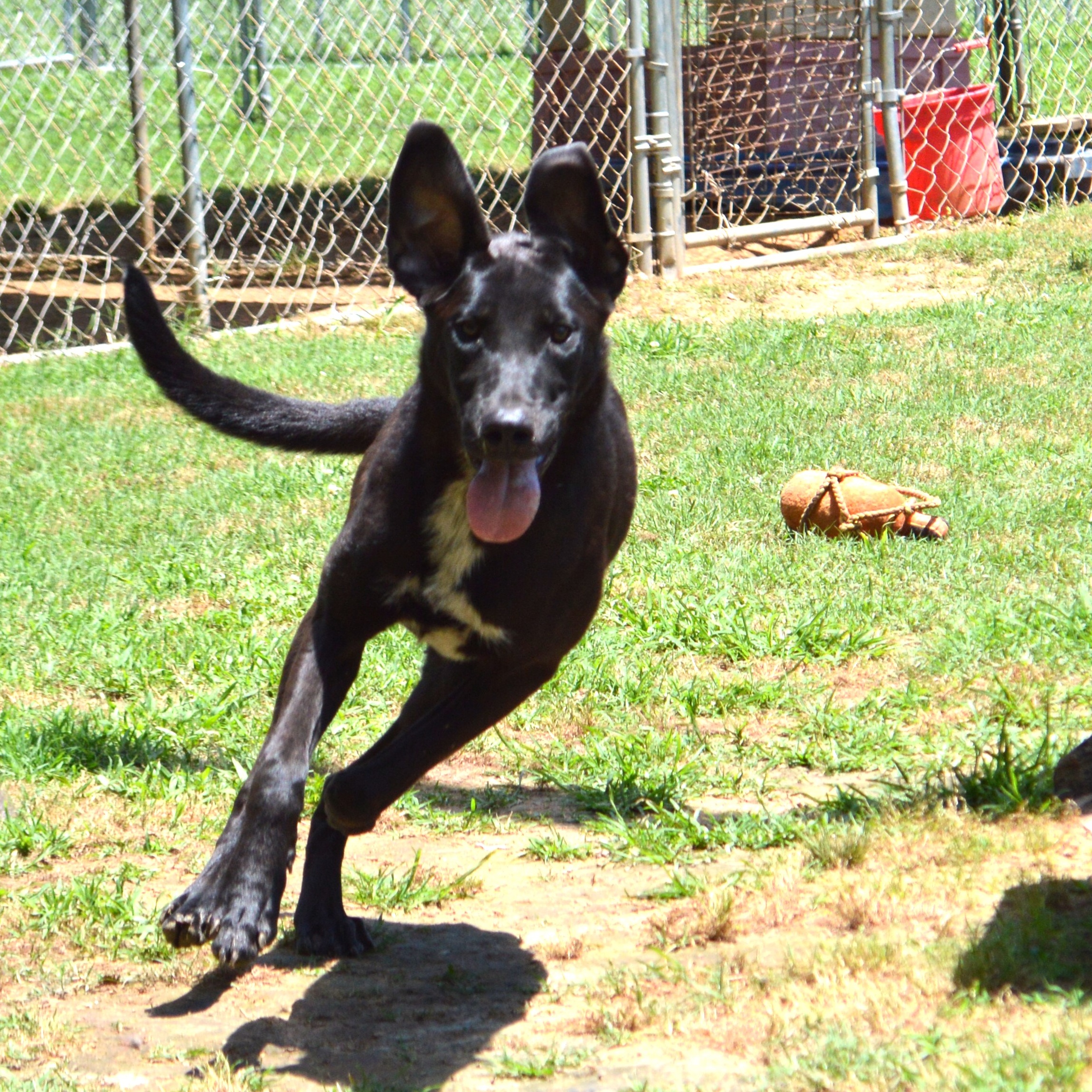 Enlarge IVA, a Adoptable mixed breed in Athens, AL image 5/5