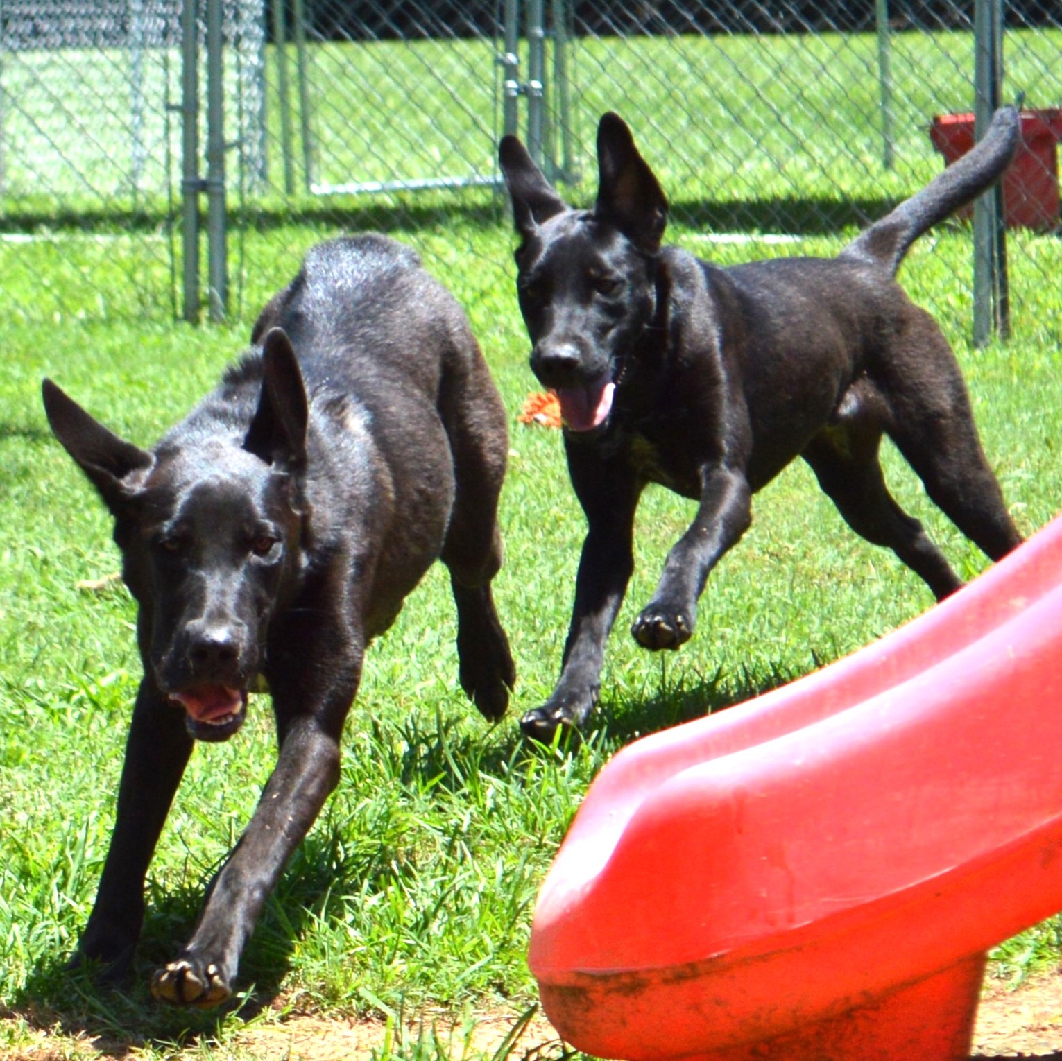 Enlarge IVA, a Adoptable mixed breed in Athens, AL image 1/5
