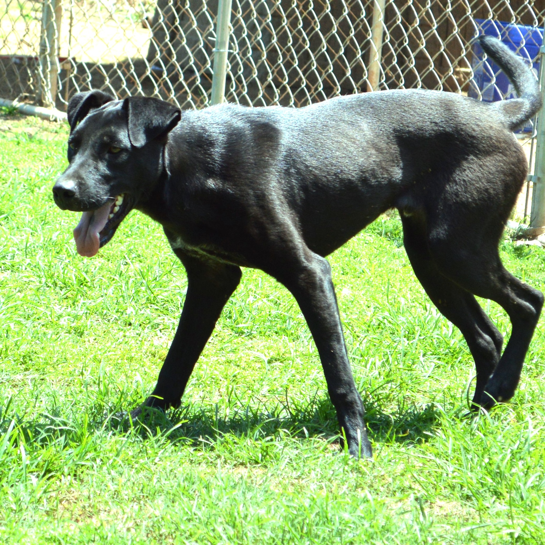 Enlarge IVA, a Adoptable mixed breed in Athens, AL image 4/5