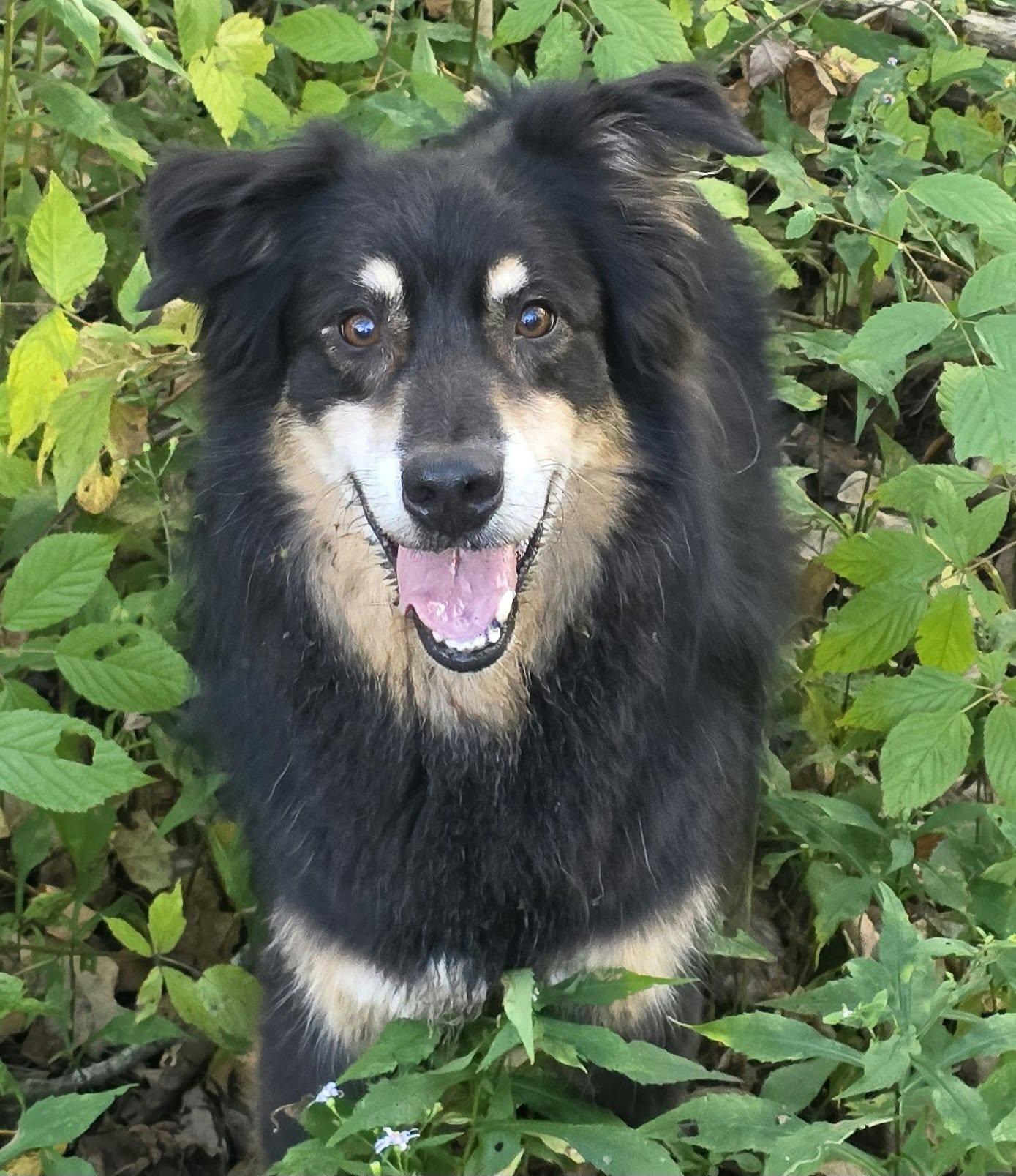 Jax Allen, Adoptable, Adult Male Australian Shepherd.