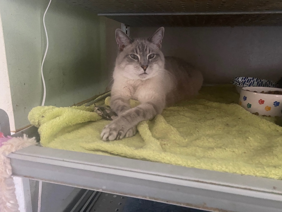 Nicholas, Adopted, Adult Male Siamese & Domestic Short Hair.