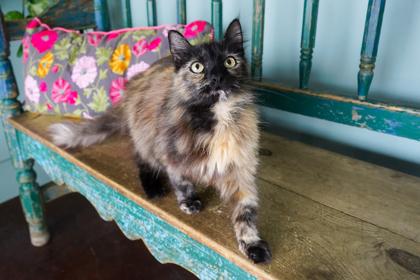 Hazel, Adoptable, Adult Female Domestic Long Hair & Domestic Short Hair.