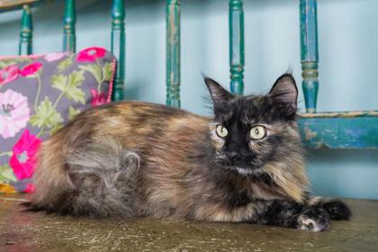 Hazel, Adoptable, Adult Female Domestic Long Hair & Domestic Short Hair.