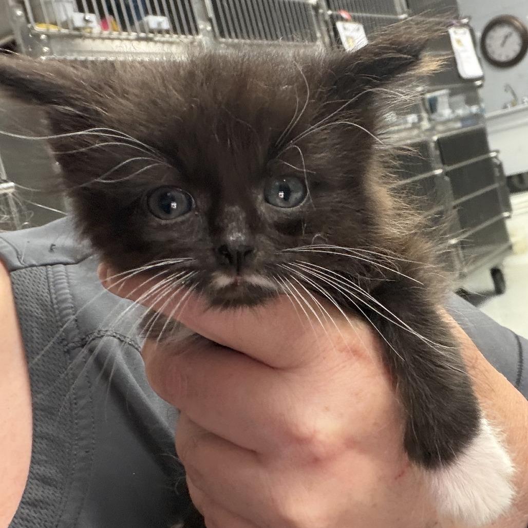 Hayes, Adoptable, Kitten Male Domestic Medium Hair.
