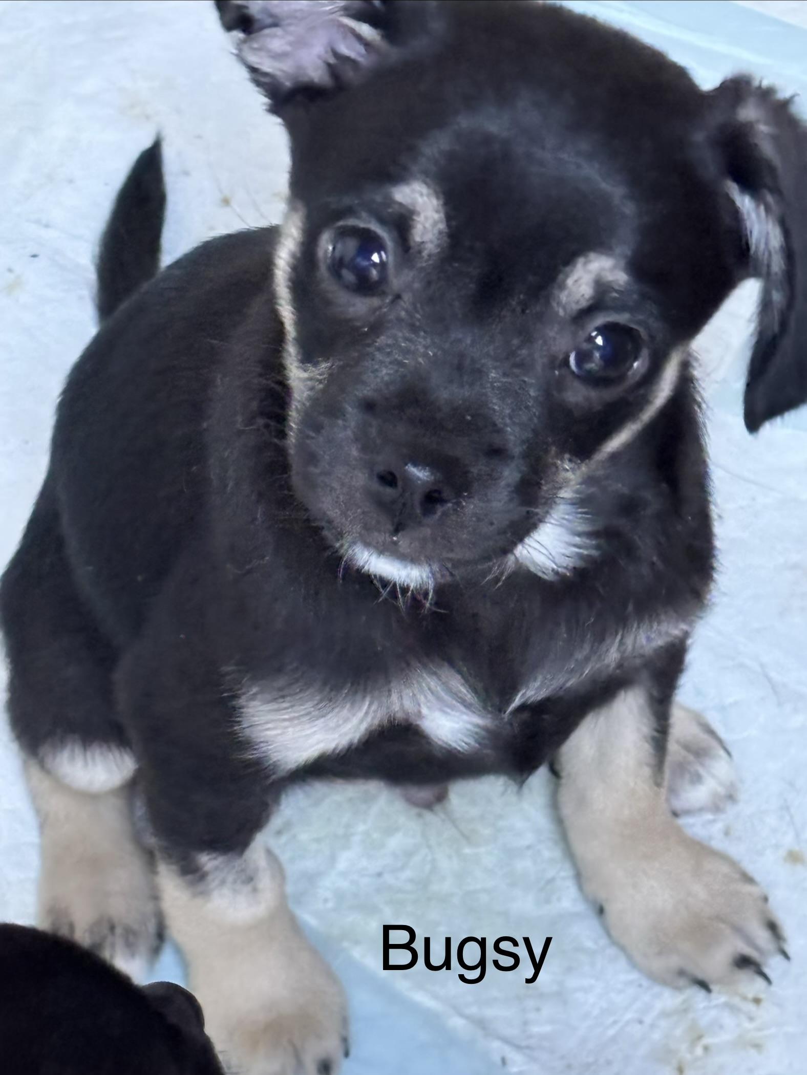 Bugsy, ADOPTABLE, Puppy Male Chihuahua & Pug.