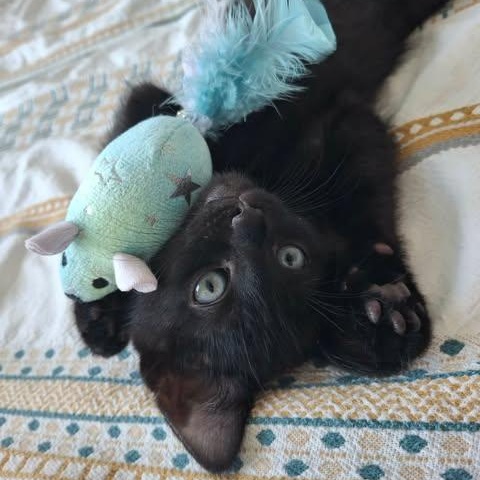 BATMAN, a Adoptable Domestic Short Hair in Campbell River, BC image 4/6