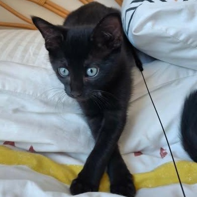 BATMAN, a Adoptable Domestic Short Hair in Campbell River, BC image 3/6