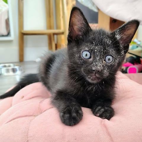 BATMAN, a Adoptable Domestic Short Hair in Campbell River, BC image 2/6