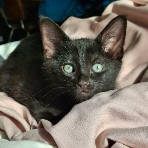 BATMAN, a Adoptable Domestic Short Hair in Campbell River, BC image 1/6