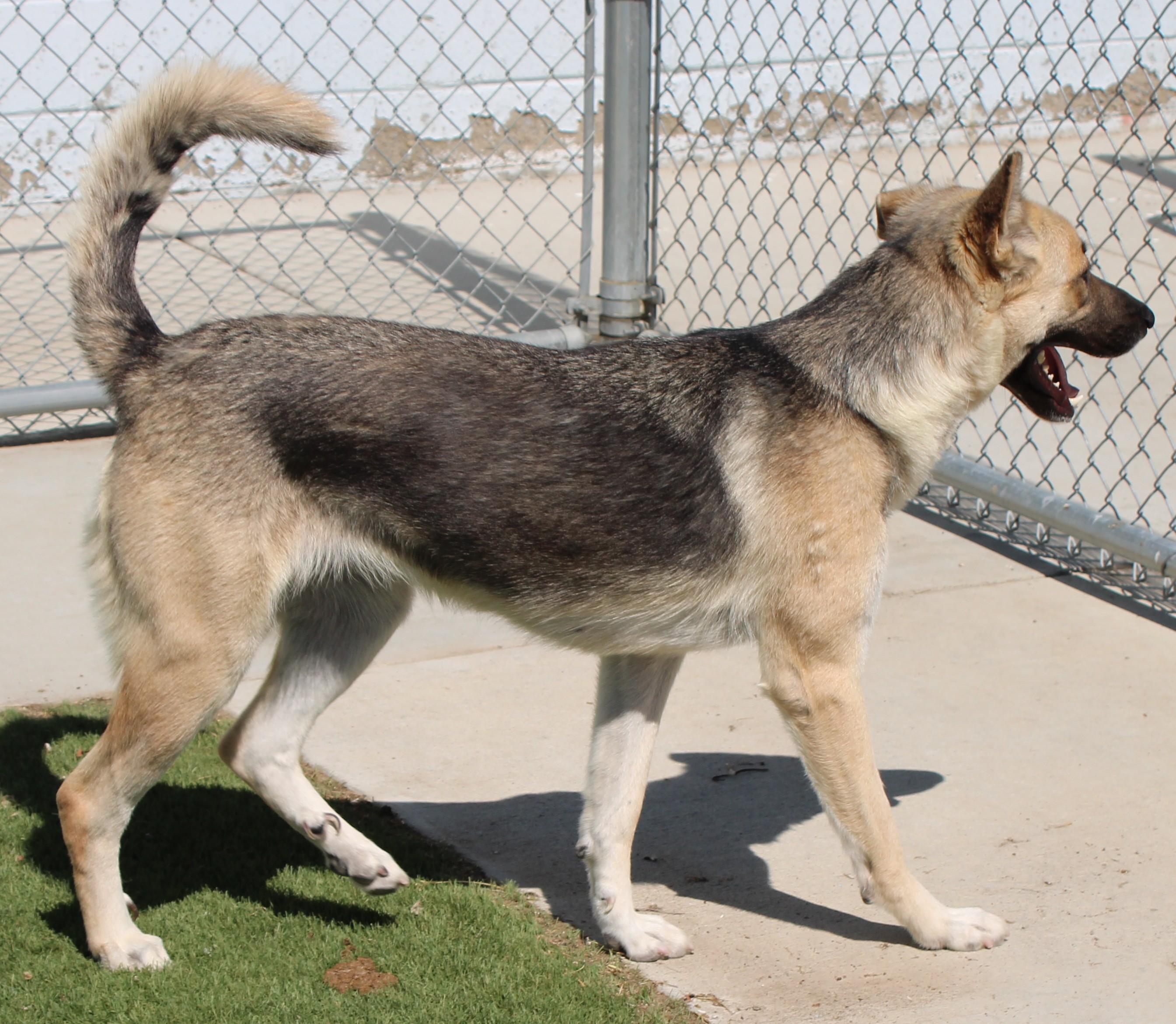 Leanna, a ADOPTABLE German Shepherd Dog in Wasco, CA image 5/6