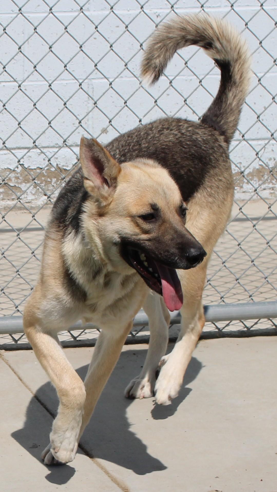 Leanna, a ADOPTABLE German Shepherd Dog in Wasco, CA image 4/6