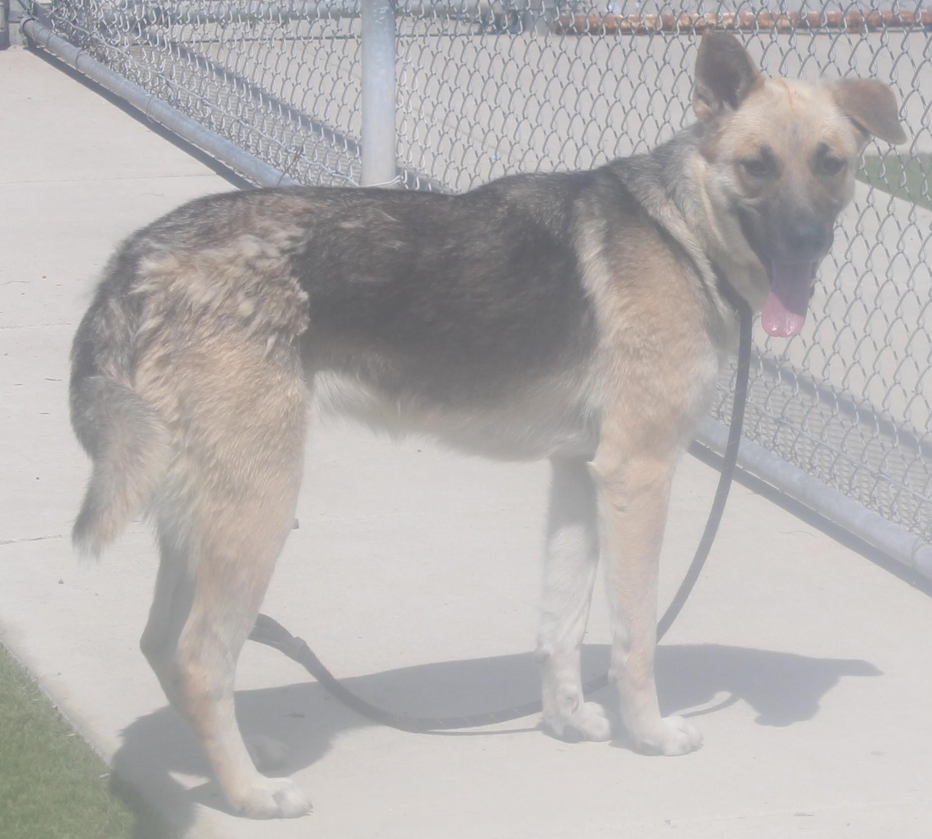 Enlarge Leanna, a ADOPTABLE German Shepherd Dog in Wasco, CA image 4/6