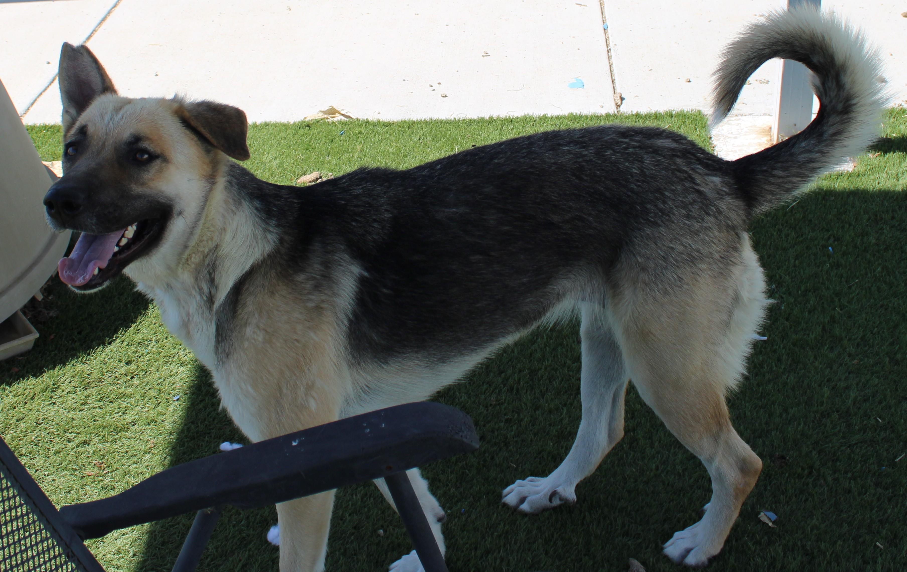 Leanna, a ADOPTABLE German Shepherd Dog in Wasco, CA image 2/6