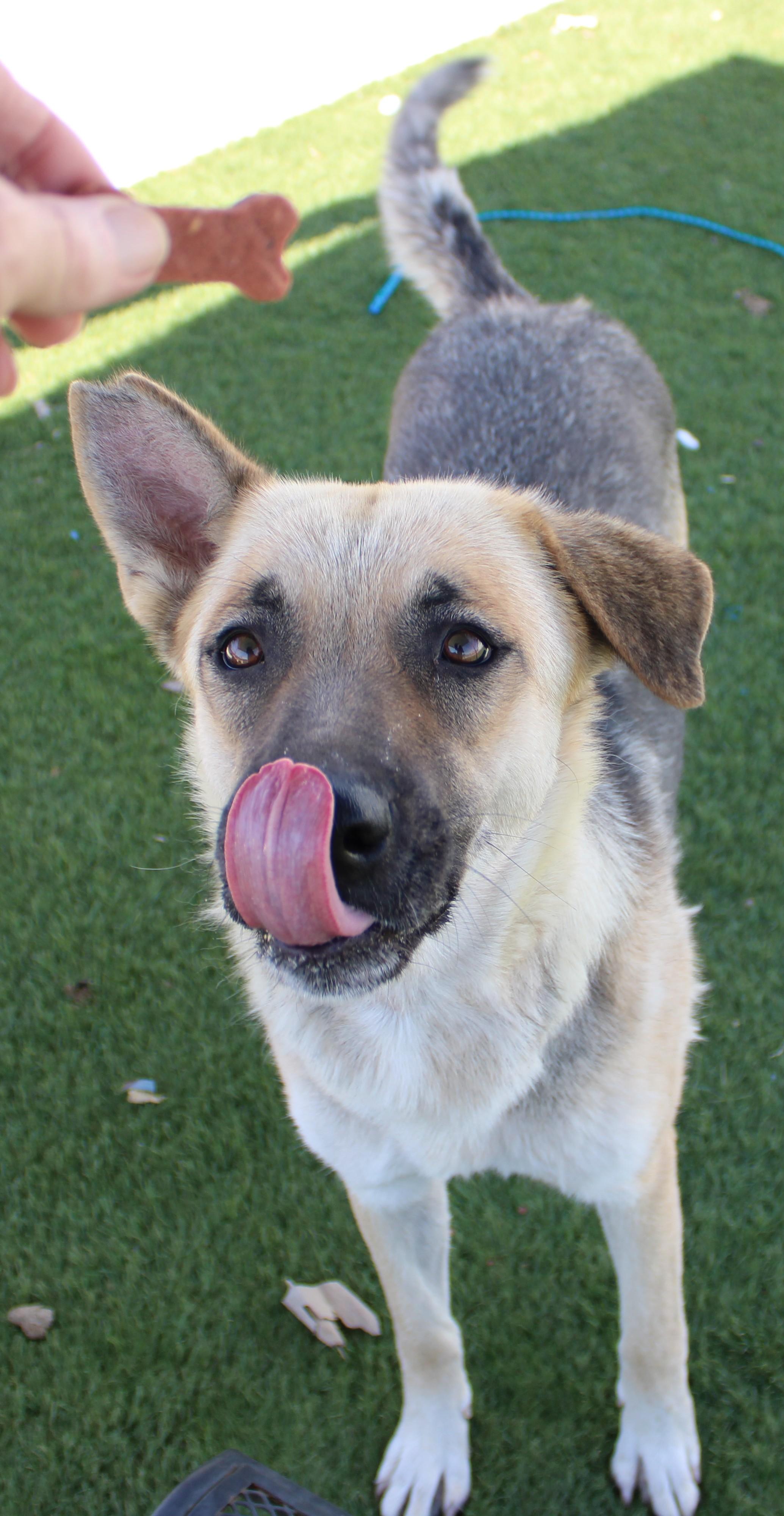 Leanna, ADOPTABLE, Adult Female German Shepherd Dog.