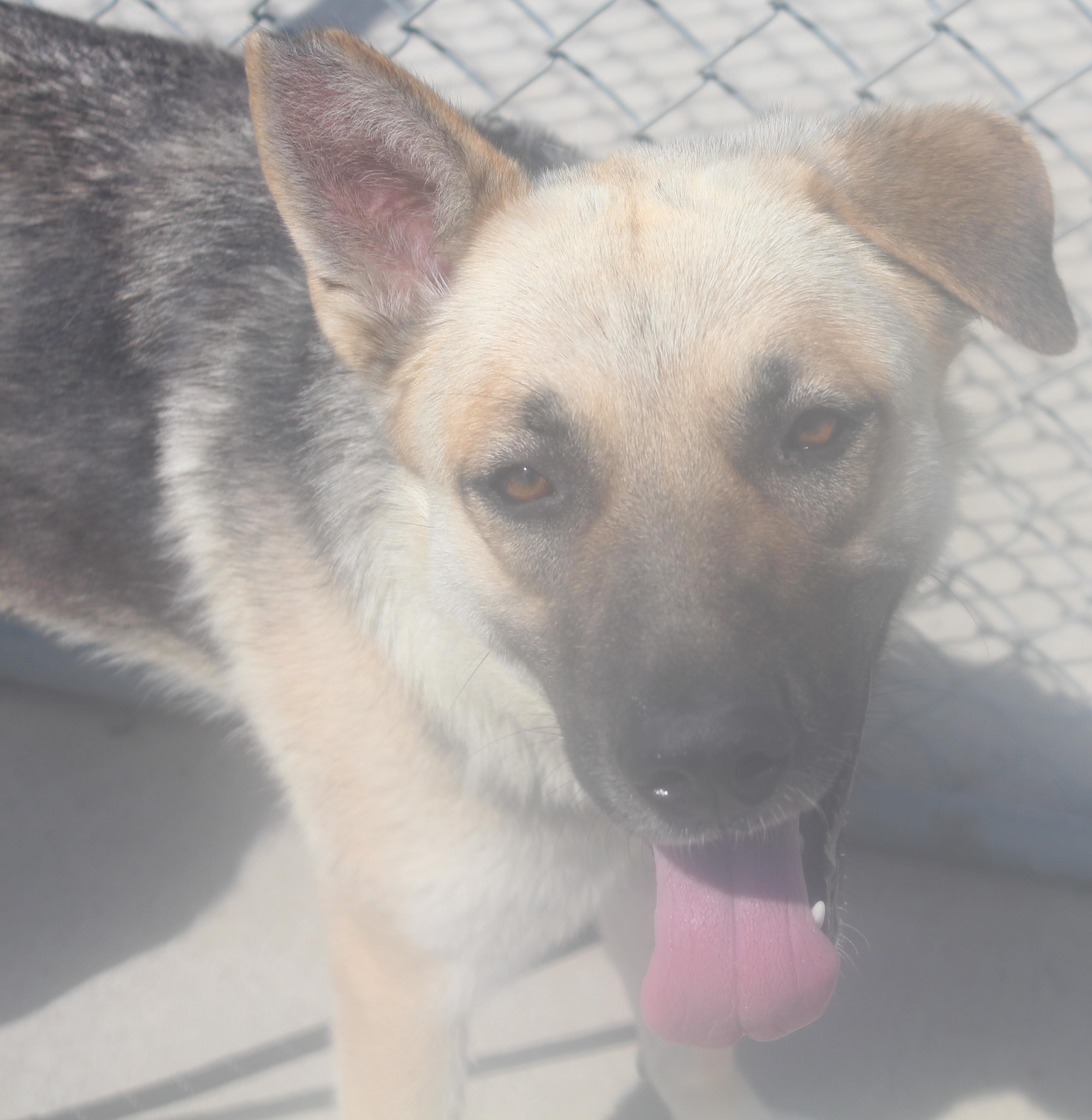 Leanna, ADOPTABLE, Adult Female German Shepherd Dog.
