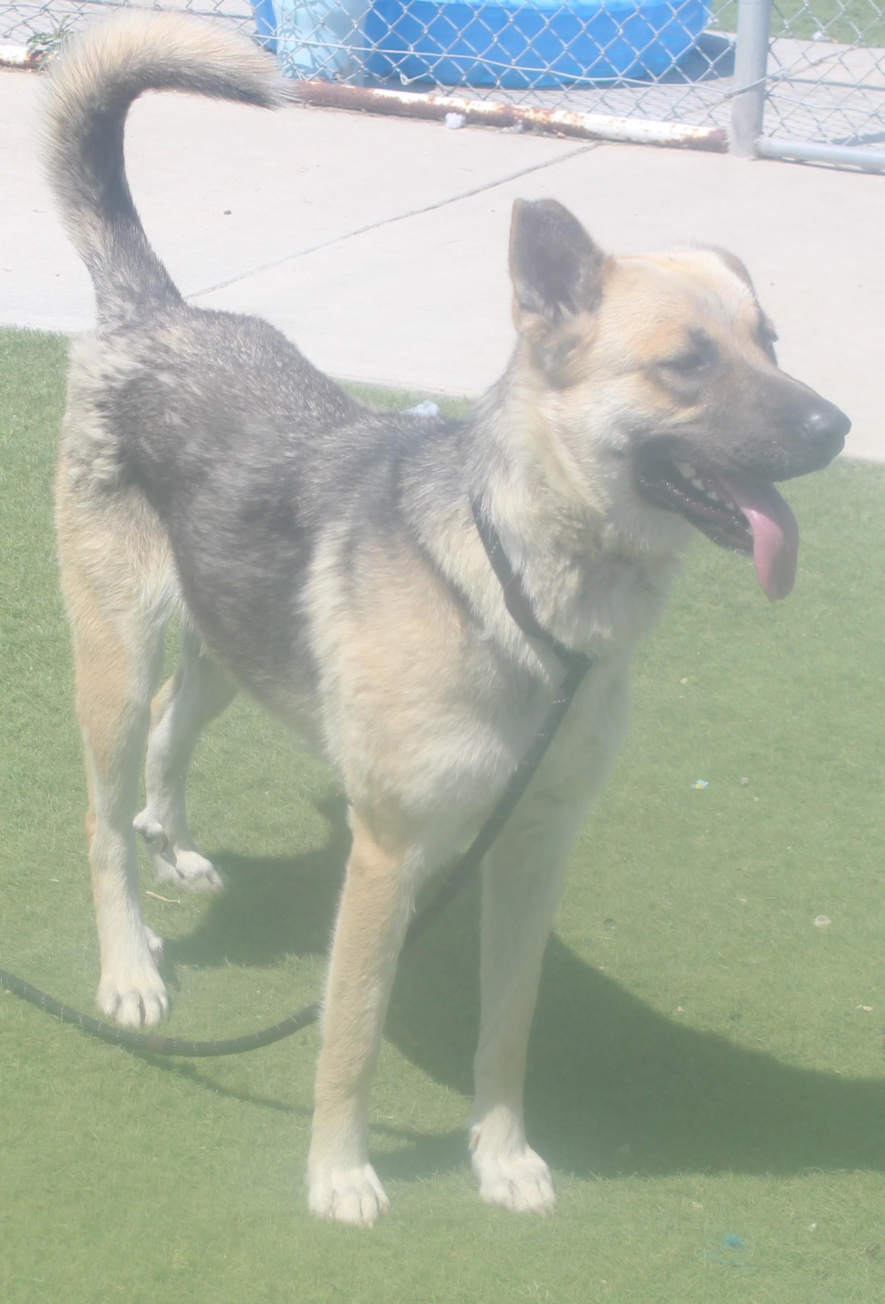 Enlarge Leanna, a ADOPTABLE German Shepherd Dog in Wasco, CA image 5/6