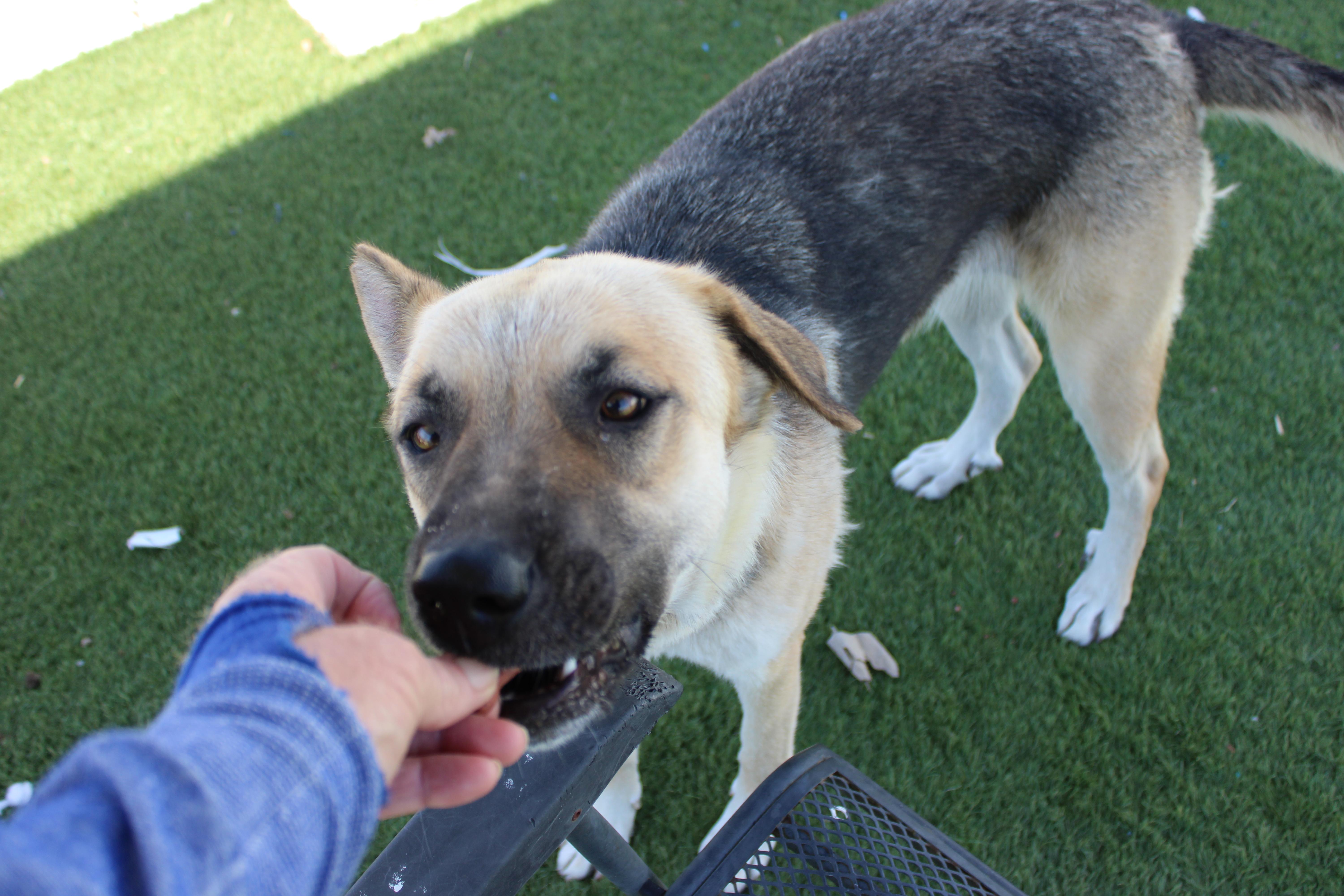 Leanna, a ADOPTABLE German Shepherd Dog in Wasco, CA image 3/6