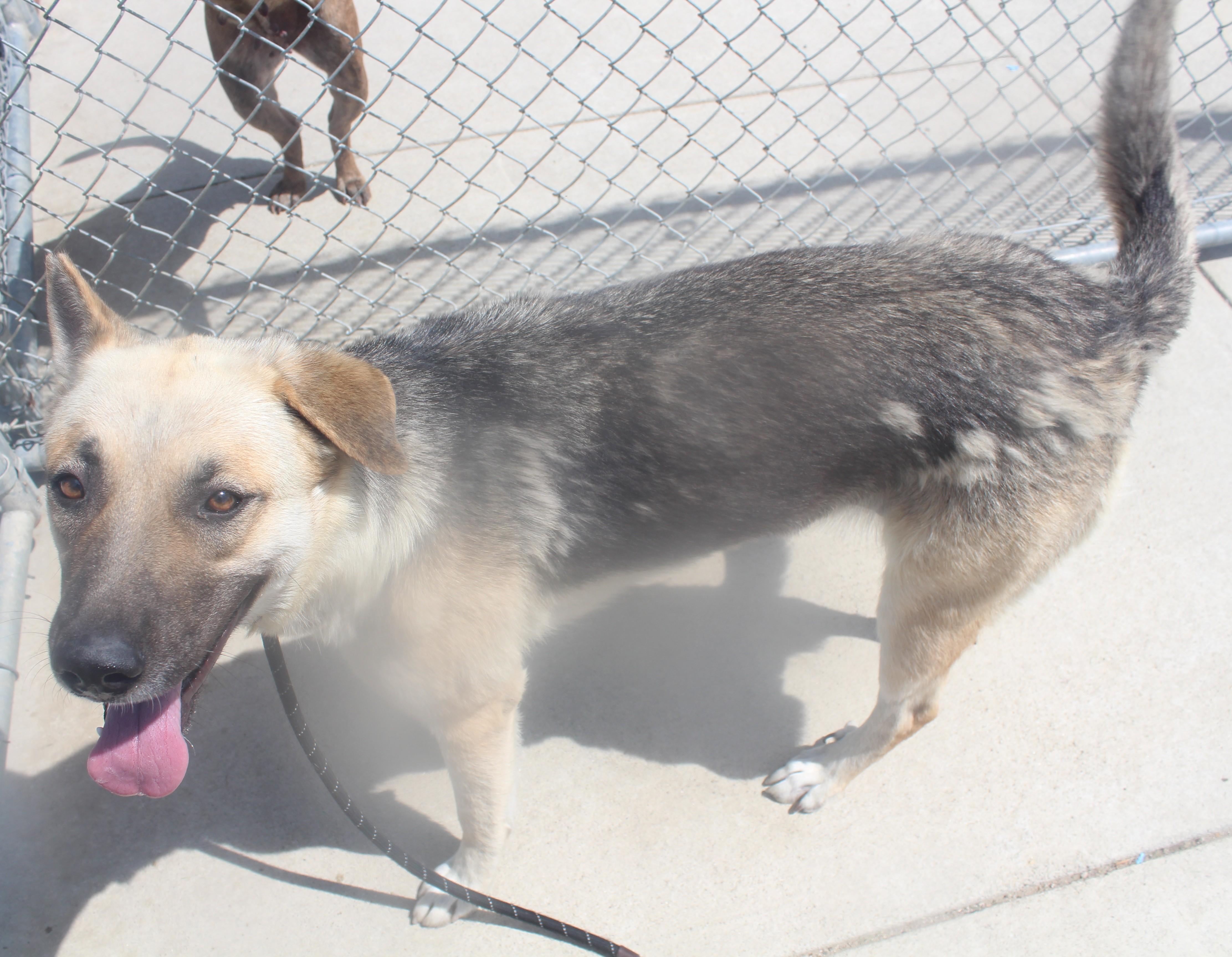 Enlarge Leanna, a ADOPTABLE German Shepherd Dog in Wasco, CA image 2/6
