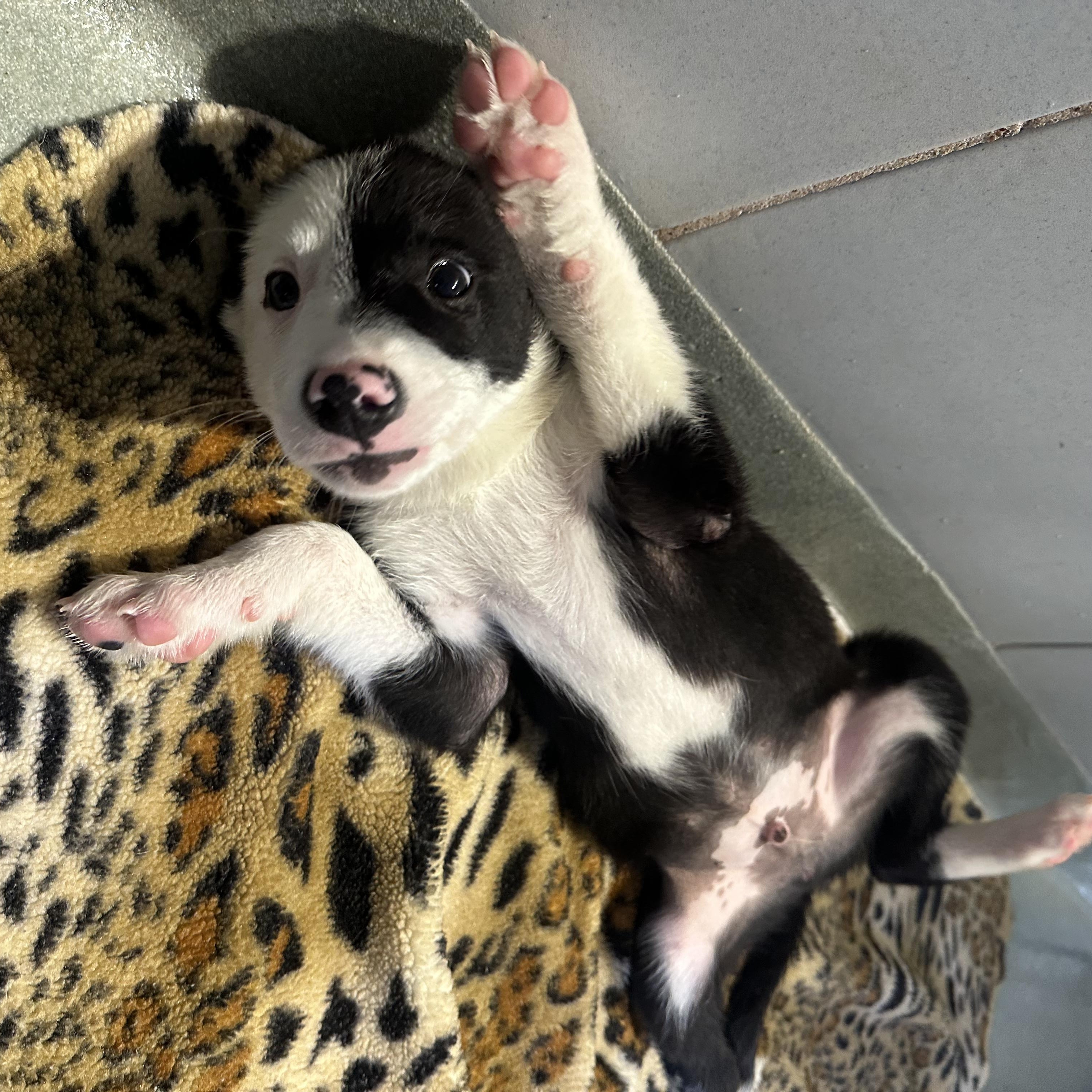 Gherkin, an adopted mixed breed in Copiague, NY image 2/3