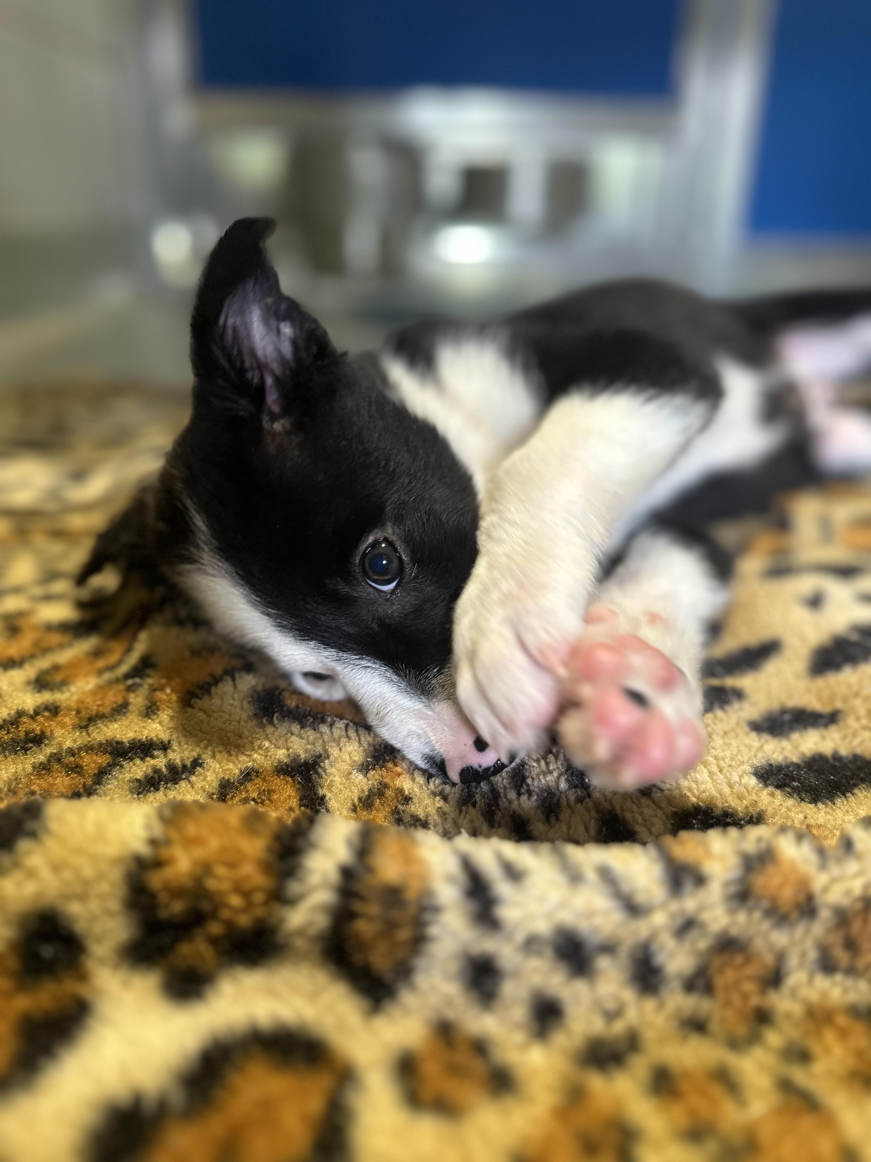 Gherkin, an adopted mixed breed in Copiague, NY image 3/3