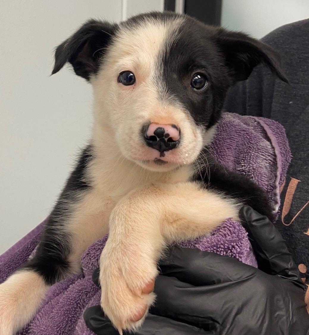 Gherkin, an adopted mixed breed in Copiague, NY image 1/3
