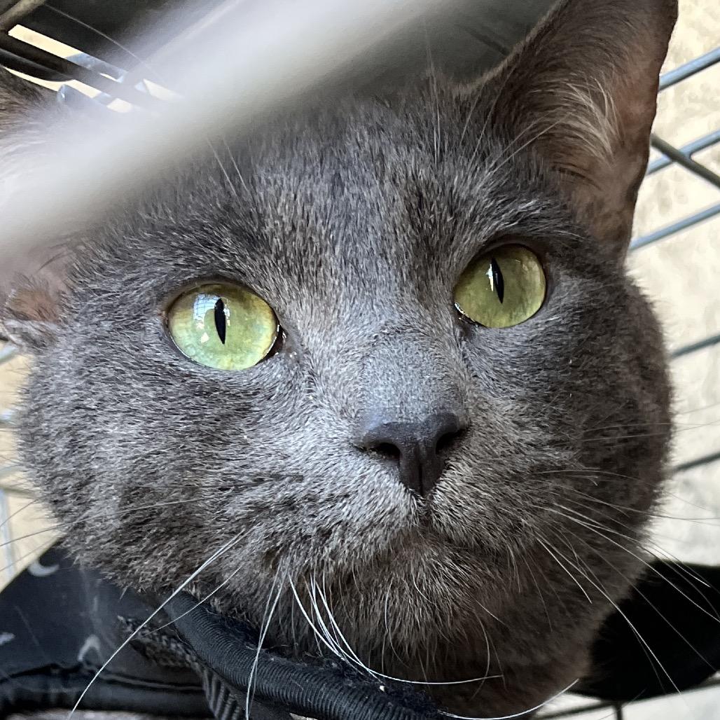 Cillian — thumbnail 4