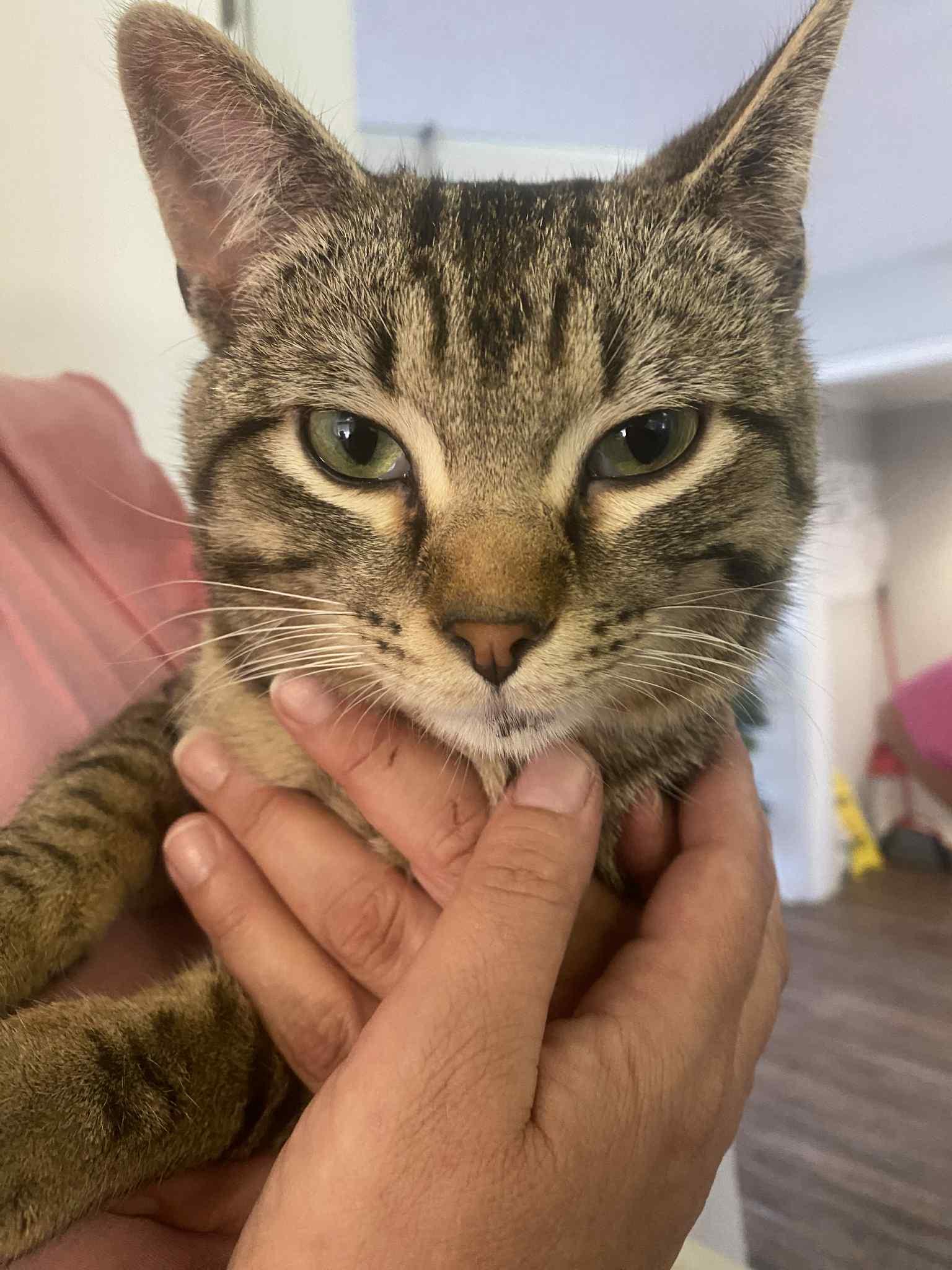 Ziggy