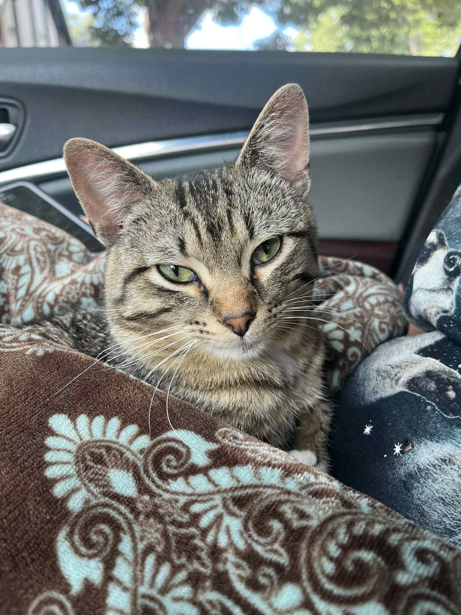 Ziggy