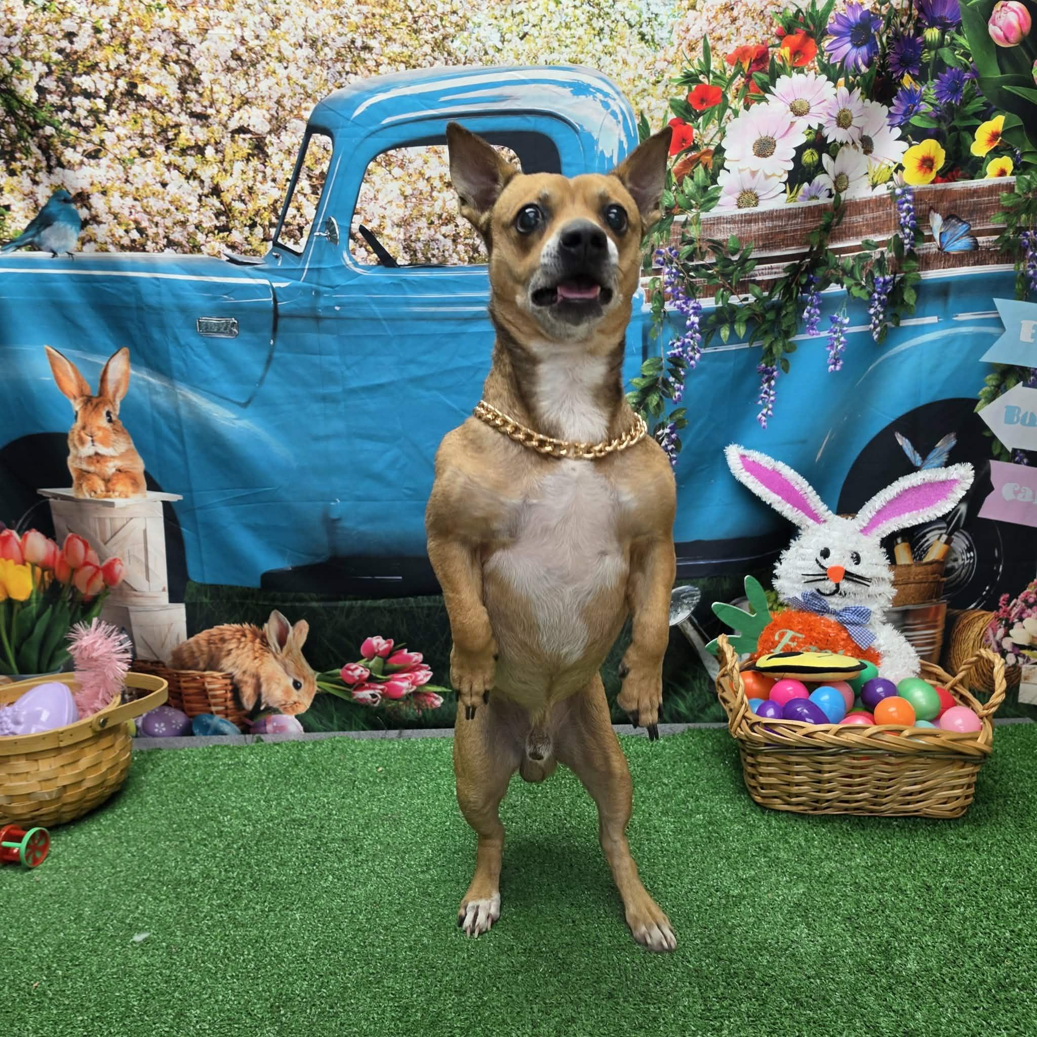 Chico, ADOPTABLE, Adult Male Chihuahua & Terrier.