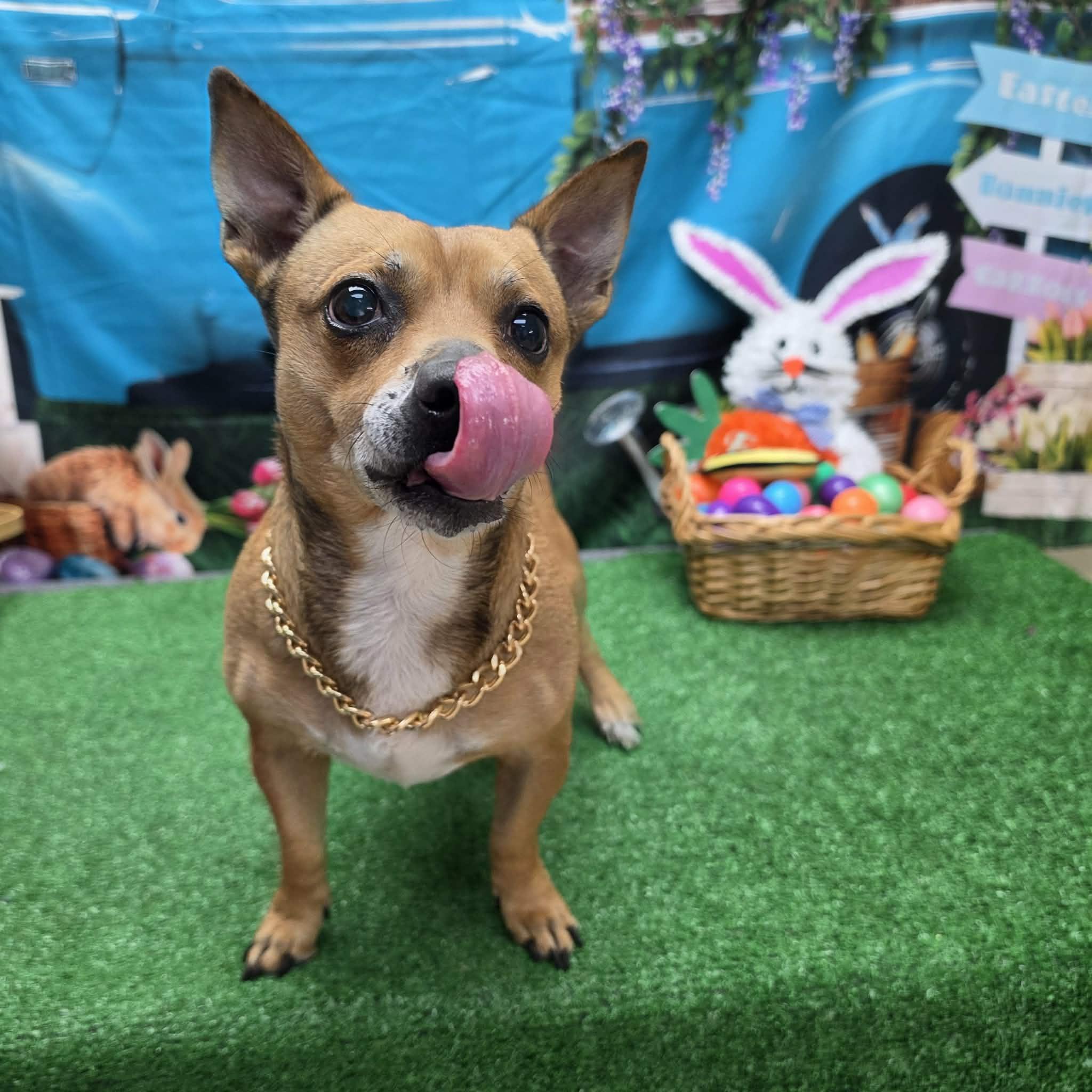 Enlarge Chico, a ADOPTABLE mixed breed in Statesboro, GA image 3/3