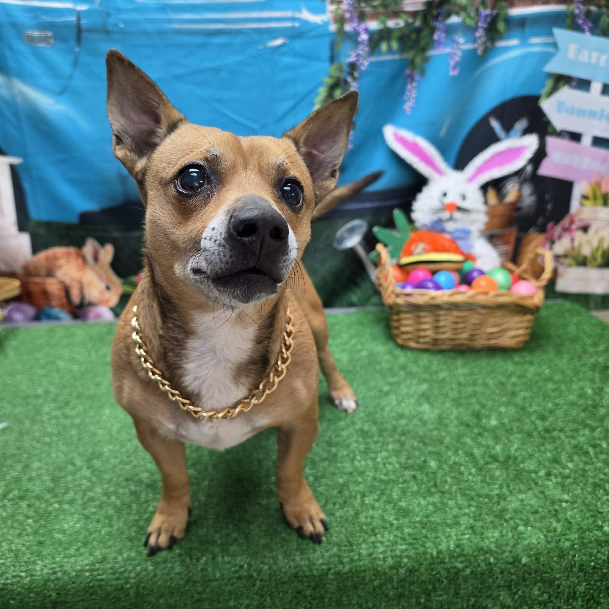 Enlarge Chico, a ADOPTABLE mixed breed in Statesboro, GA image 2/3